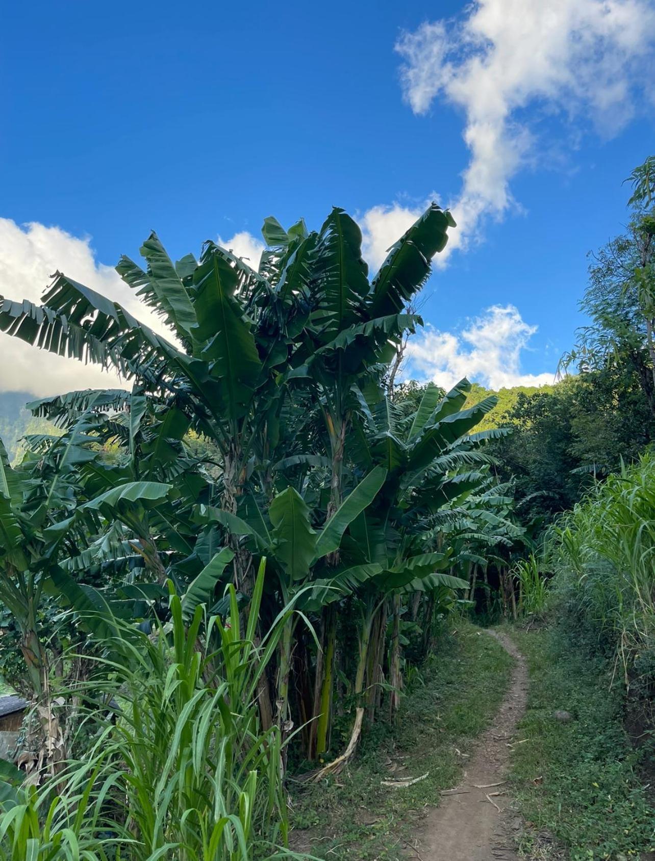 艾湄湾Tropical Habitat Bali别墅 外观 照片