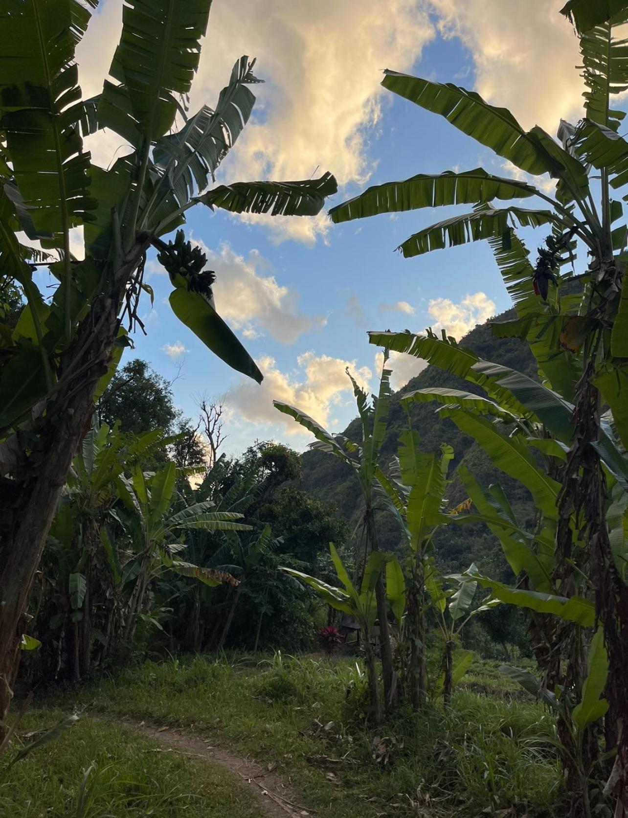 艾湄湾Tropical Habitat Bali别墅 外观 照片